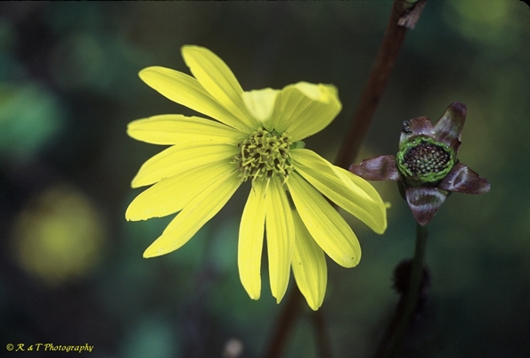 {Silphium laciniatum}